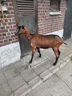 Gros bouc, Animaux & Accessoires, Chèvre