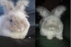 jeune Mâle lapin Angora Anglais, Dieren en Toebehoren, Konijnen, Mannelijk, Middelgroot, 0 tot 2 jaar