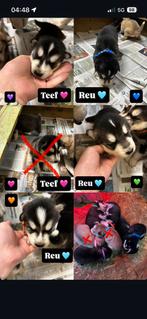4 husky pups, Dieren en Toebehoren, België, Particulier, CDV (hondenziekte), 8 tot 15 weken