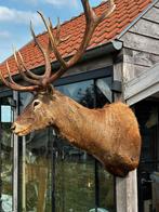 Uitzonderlijk mooi en groot hertenkop taxidermie, Antiek en Kunst, Ophalen of Verzenden