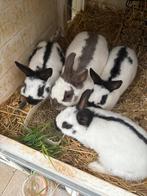 Gratis 2 dwergkonijn in nest, Dieren en Toebehoren, Meerdere dieren, Klein, 0 tot 2 jaar