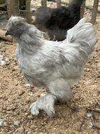 Zijdehoen usa parelgrijs haan gladveer, Dieren en Toebehoren, Pluimvee