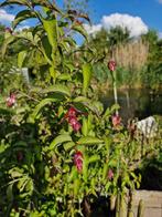 Fazantenbes struiken, Tuin en Terras, Ophalen of Verzenden, Overige soorten, Struik, 100 tot 250 cm