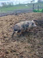 Kleine gezelschap varkens te koop, Porcs, Femelle, 0 à 2 ans