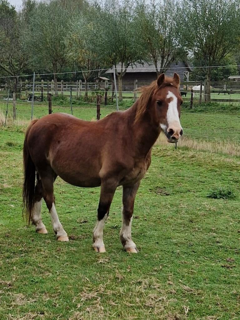 B pony welsh te koop incl. zadel, 2 kopstukken en dekjes, Ophalen of Verzenden