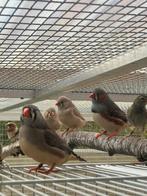 Zebravinken, Dieren en Toebehoren, Meerdere dieren, Tropenvogel, Geringd