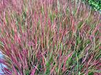 Imperata Red Baron - Japans Bloedgras, Ophalen, Volle zon, Vaste plant, Siergrassen