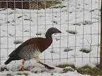 Grijskopgans, Dieren en Toebehoren, Vogels | Overige Vogels, Geringd