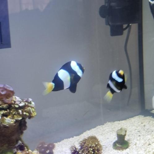 zwart/witte anemoonvis (volwassen), Dieren en Toebehoren, Vissen | Aquaria en Toebehoren, Nieuw, Overige typen, Ophalen