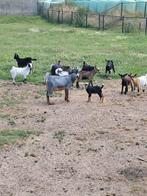 Diverse jonge dwerggeitjes, Dieren en Toebehoren, Meerdere dieren, Geit, 0 tot 2 jaar