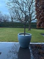 Vijgenboom, Jardin & Terrasse, Plantes | Arbres, Enlèvement