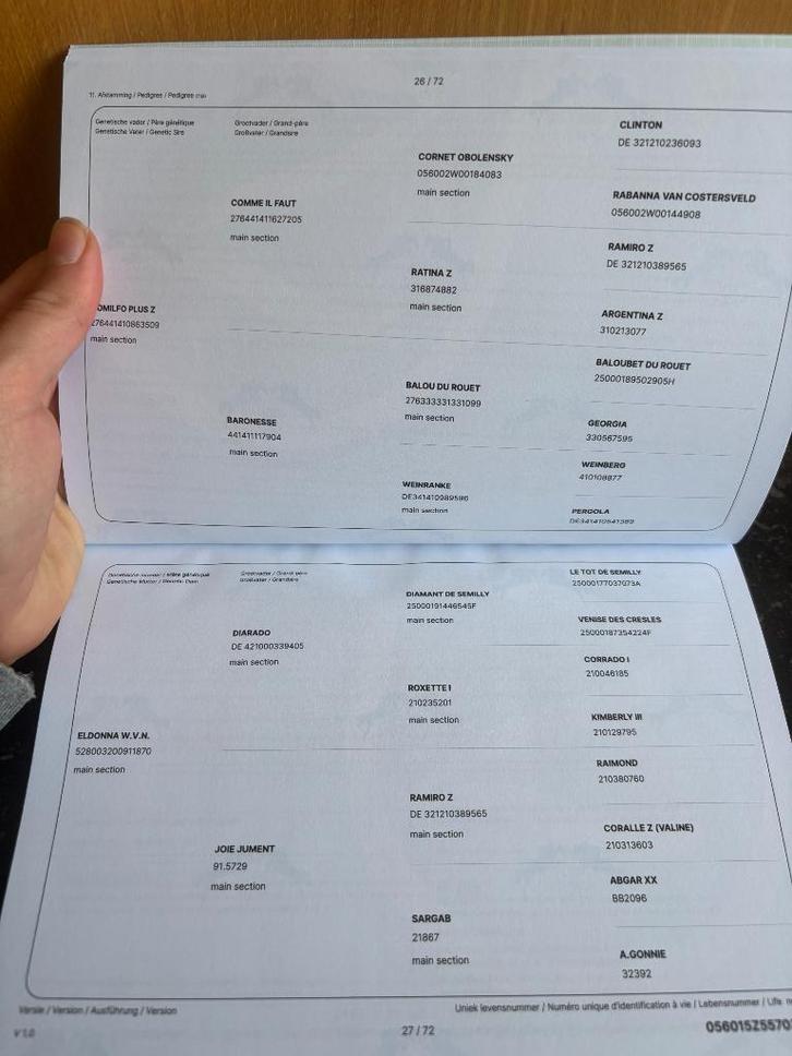 Jong beloftevol springpaard, Dieren en Toebehoren, Paarden, Hengst, Onbeleerd, Minder dan 160 cm, 0 tot 2 jaar, Springpaard, Met stamboom