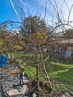 3 stuks volgroeide laagstam fruitbomen, pruimen kerzen en vl, Tuin en Terras, Ophalen