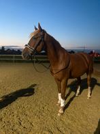 15 jarige ruin dressuurpaard (E-pony), Cheval de dressage, Hongre