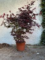 Japanse esdoorn, Tuin en Terras, Planten | Bomen, Ophalen