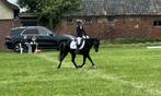 Veelzijdige kinderpony, Dieren en Toebehoren, Pony's, Merrie, B pony (1.17m tot 1.27m), Gechipt, 11 jaar of ouder