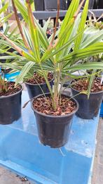 Trachycarpus fortunei, Tuin en Terras, Ophalen