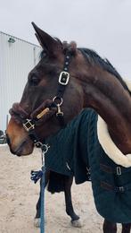 Kentucky Showdeken, Animaux & Accessoires, Chevaux