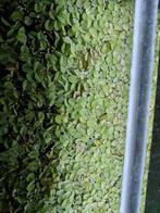 Salvinia natans drijfplantjes, Ophalen, Nieuw, Gevuld zoetwateraquarium