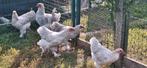 Brahma isabel, Dieren en Toebehoren, Pluimvee, Geslacht onbekend, Kip