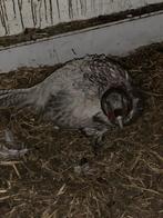 Grijze bosfazant haan, Dieren en Toebehoren, Ophalen