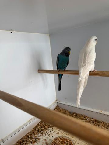 Top koppel super spangle melanistic blackface, Dieren en Toebehoren, Vogels | Parkieten en Papegaaien
