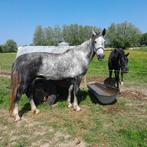 Cheval d'équitation-harnais cheval KWPN sportif beau Schimme, Jument, Vermifugé, M, 7 à 10 ans