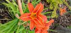 Hemerocallis eendagslelie, Tuin en Terras, Planten | Tuinplanten, Ophalen