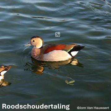 Roodschoudertaling kweekman 2022 beschikbaar voor biedingen