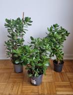 Crassula ovata / jadeplant / geldboom 40-50 centimeter hoog, Groene kamerplant, Ophalen, Vetplant, Minder dan 100 cm