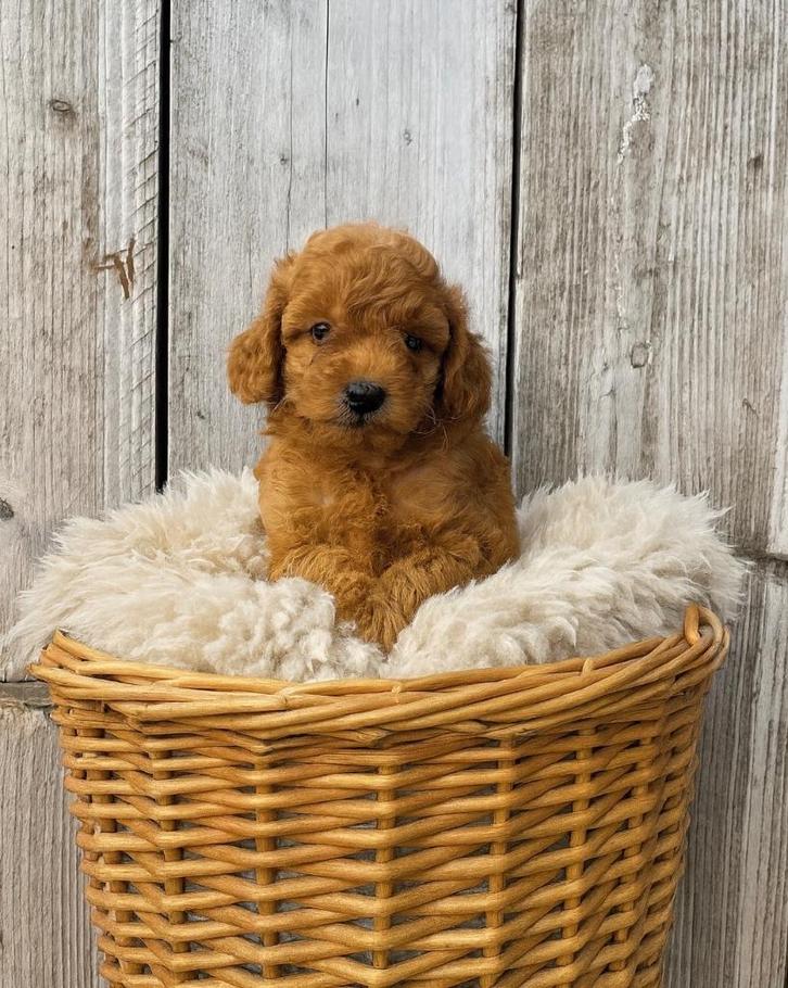 Knappe toypoedel pups (dwerg x toy poedel), Dieren en Toebehoren, Honden | Chihuahua's en Gezelschapshonden, Meerdere dieren, Poedel