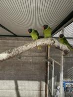 Grijskopedelparkieten, Femelle, Perruche, Bagué