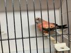 Bourke pop opaline 2024, Dieren en Toebehoren, Vogels | Parkieten en Papegaaien, Vrouwelijk, Parkiet, Geringd