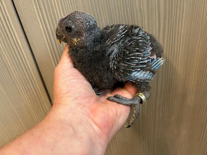 ❤️️️Tamme baby edelpapegaai pop van 4,5 weken oud, Dieren en Toebehoren, Vogels | Parkieten en Papegaaien, Papegaai, Pratend, Tam