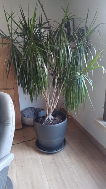 Grote Dracena + pot beschikbaar voor biedingen