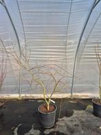 Acer palmatum Emerald Lace - Japanse esdoorn, Jardin & Terrasse, Plantes | Arbres, Enlèvement