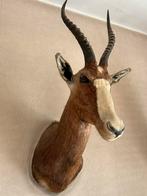 Trophée gazelle damalisque à front blanc, Collections, Collections Animaux, Animal sauvage, Utilisé, Animal empaillé