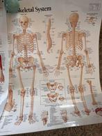Posters skelet en spieren - ideaal voor anatomie, Ophalen of Verzenden, Zo goed als nieuw