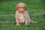 Nova Scotia Duck Tolling Retriever pups te koop, België, CDV (hondenziekte), 8 tot 15 weken, Meerdere
