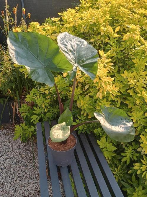 Mooi Olifantsoor, Huis en Inrichting, Kamerplanten, Ophalen