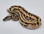 Pastel (super) Leopard ODYB 66% het clown 50% het pied, Dieren en Toebehoren, Reptielen en Amfibieën, Slang, 0 tot 2 jaar, Tam