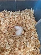 Witte muizen, Dieren en Toebehoren, Knaagdieren, Muis, Vrouwelijk, Januari, Tam