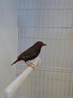 Man geschilderde astrilde, Dieren en Toebehoren, Vogels | Overige Vogels, Mannelijk, Tropenvogel, Geringd