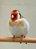 Putters, Dieren en Toebehoren, Vogels | Overige Vogels, Mannelijk, Wildzangvogel