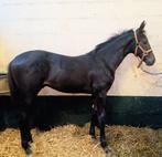 Prachtig  dressuurveulen v Rubin Royal x Don Frederico, Dieren en Toebehoren, Paarden, Minder dan 160 cm, Gechipt, Dressuurpaard