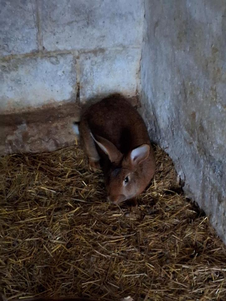 Kweekrijpe rammelaar,  mannetjes konijn, Animaux & Accessoires, Lapins