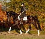 Zeer chique, mega braaf, uniek en talentvol dressuurpaard!, Dieren en Toebehoren, Paarden, B, Ruin, Dressuurpaard, 3 tot 6 jaar