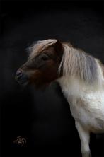 Gratis shetlander verzorgen en werken / lessen volgen €, Dieren en Toebehoren, Merrie, Zadelmak, A pony (tot 1.17m), 3 tot 6 jaar