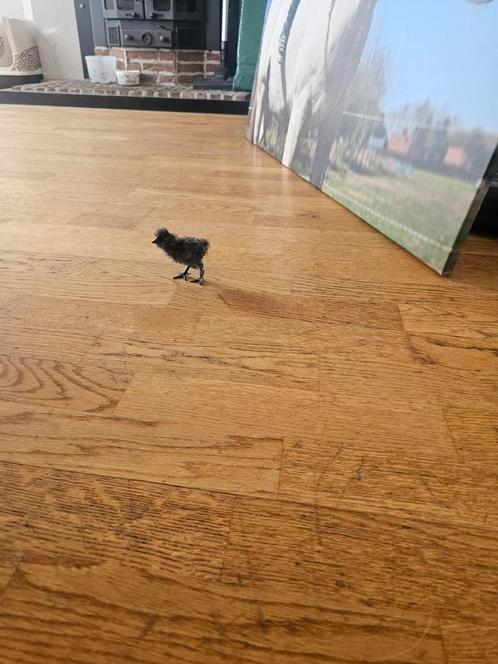 Broedeieren zijdehoen, Dieren en Toebehoren, Pluimvee, Kip