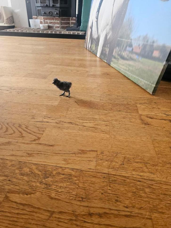 Broedeieren zijdehoen, Dieren en Toebehoren, Pluimvee, Kip